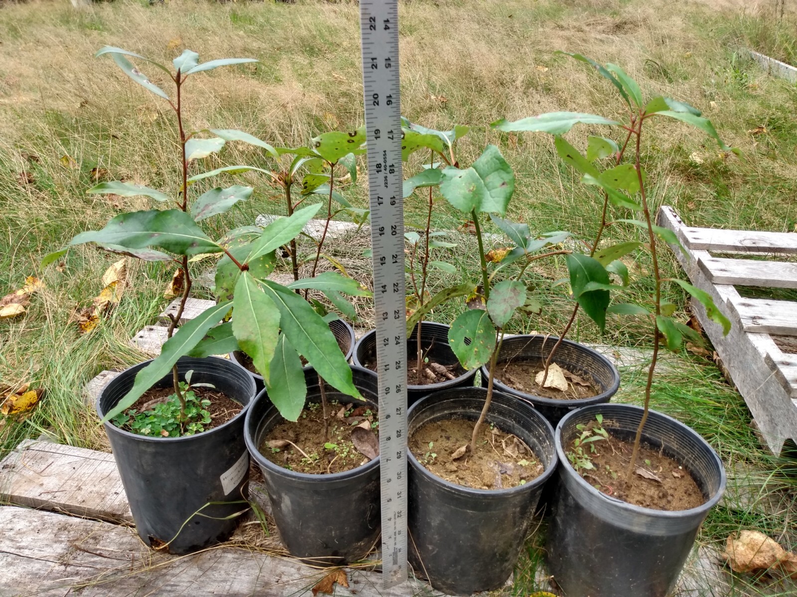 Cottonwood Tree 1-2 Feet LIVE PLANT Bare Root SUPER FAST GROWING