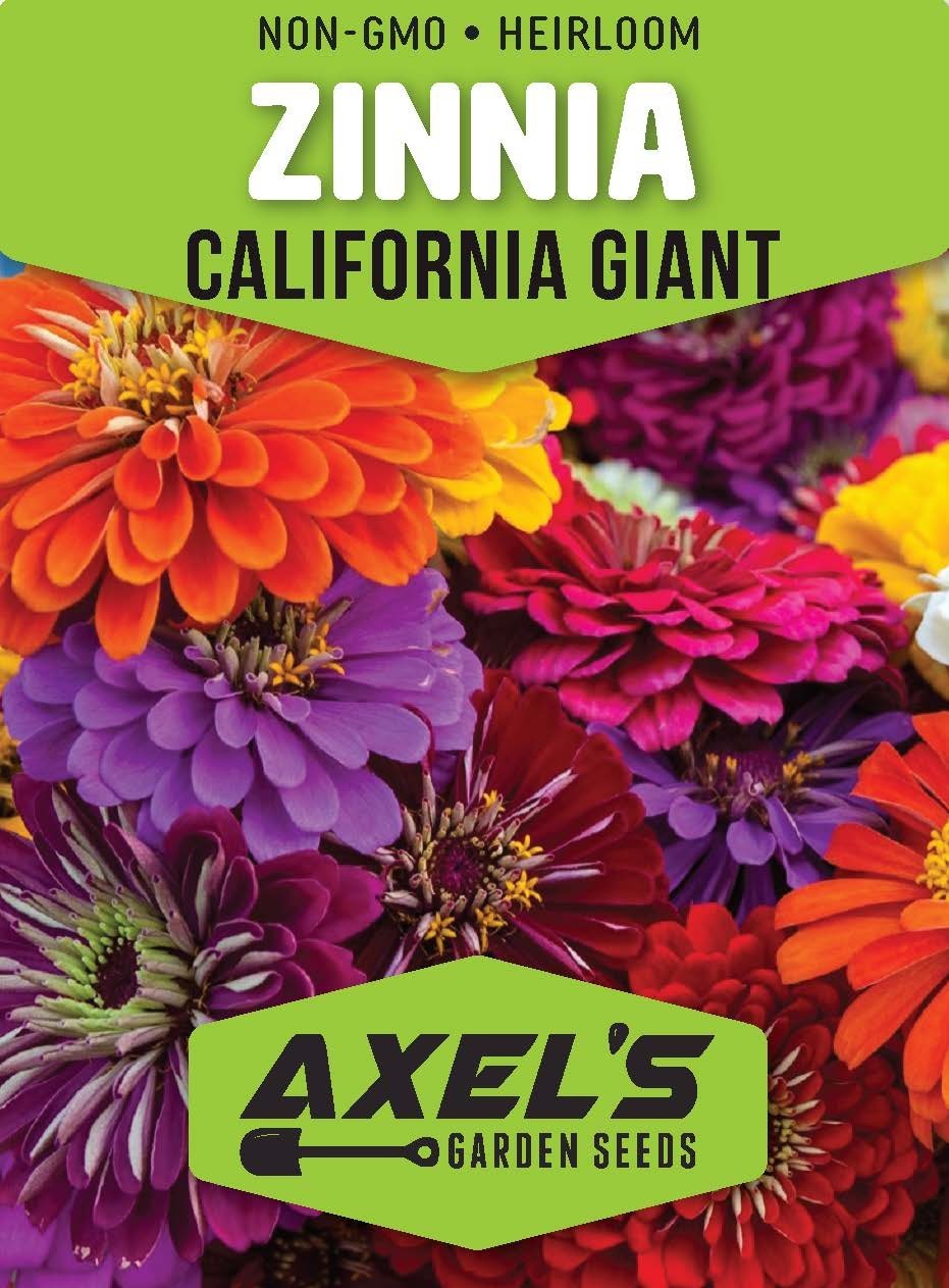 California Giant Zinnia Flower Seeds | Non-GMO | Fresh Annual Flower Seeds