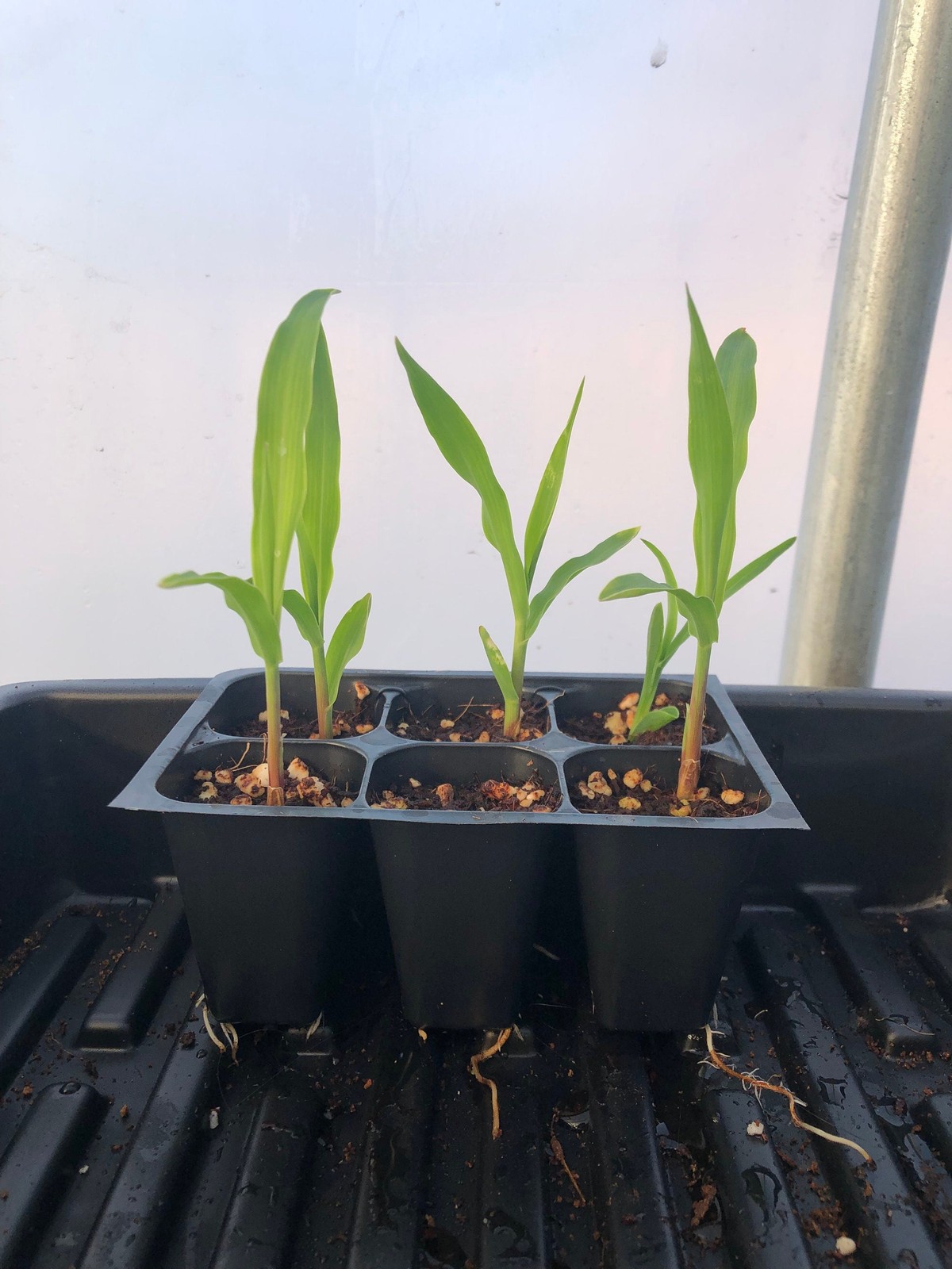 Corn Live Plant – Seedlings/Plugs and Plants – 3″- 12″ tall – 30-60+ days old