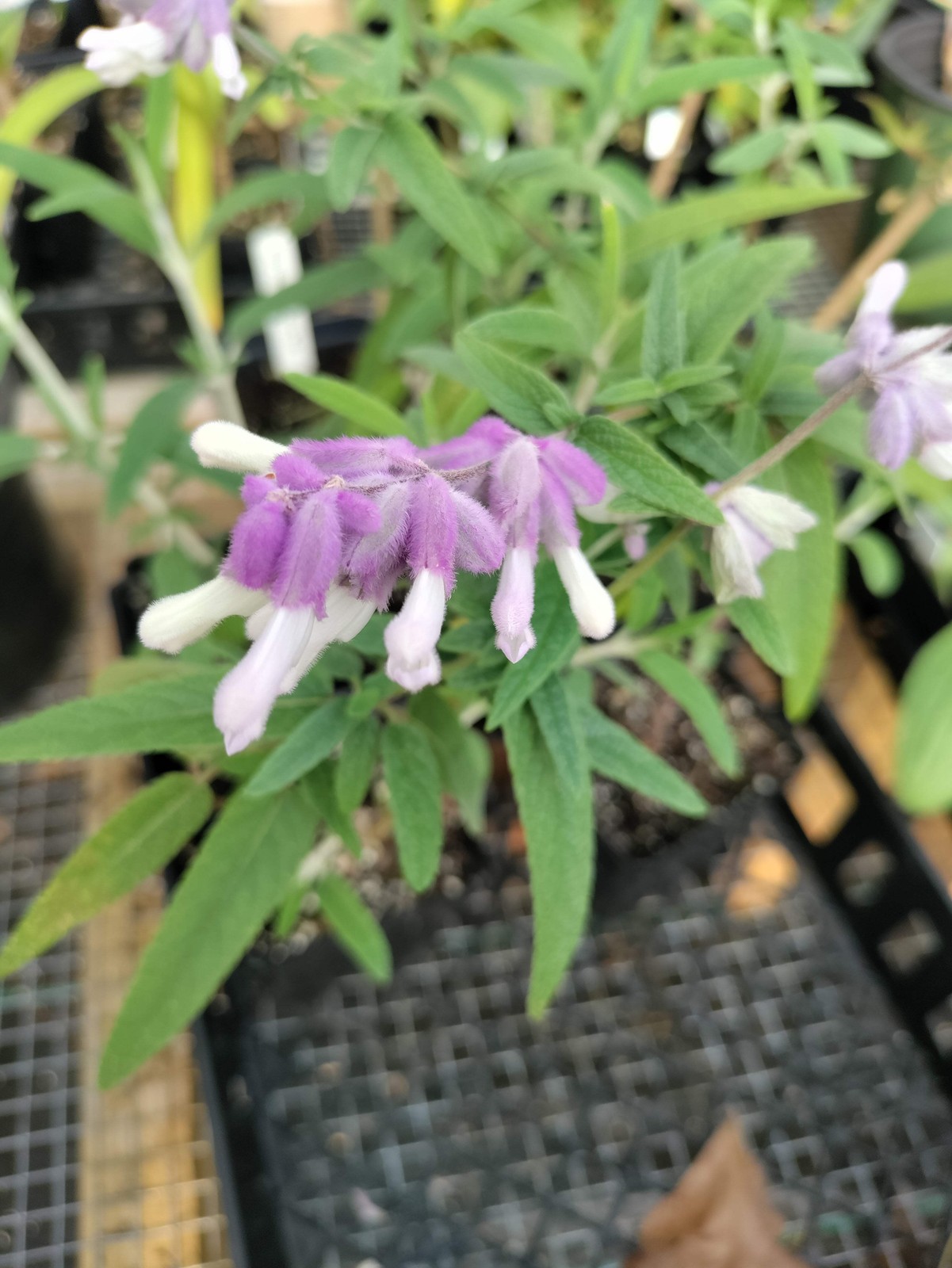 Mexican Sage plant 3.25″ pot – Salvia leucantha