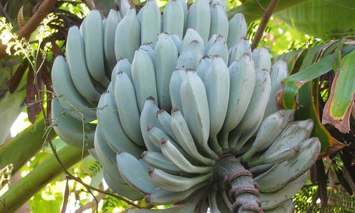 Musa Blue Java, aka Ice Cream Banana, Rooted Plant Shipped in 3″ Pot