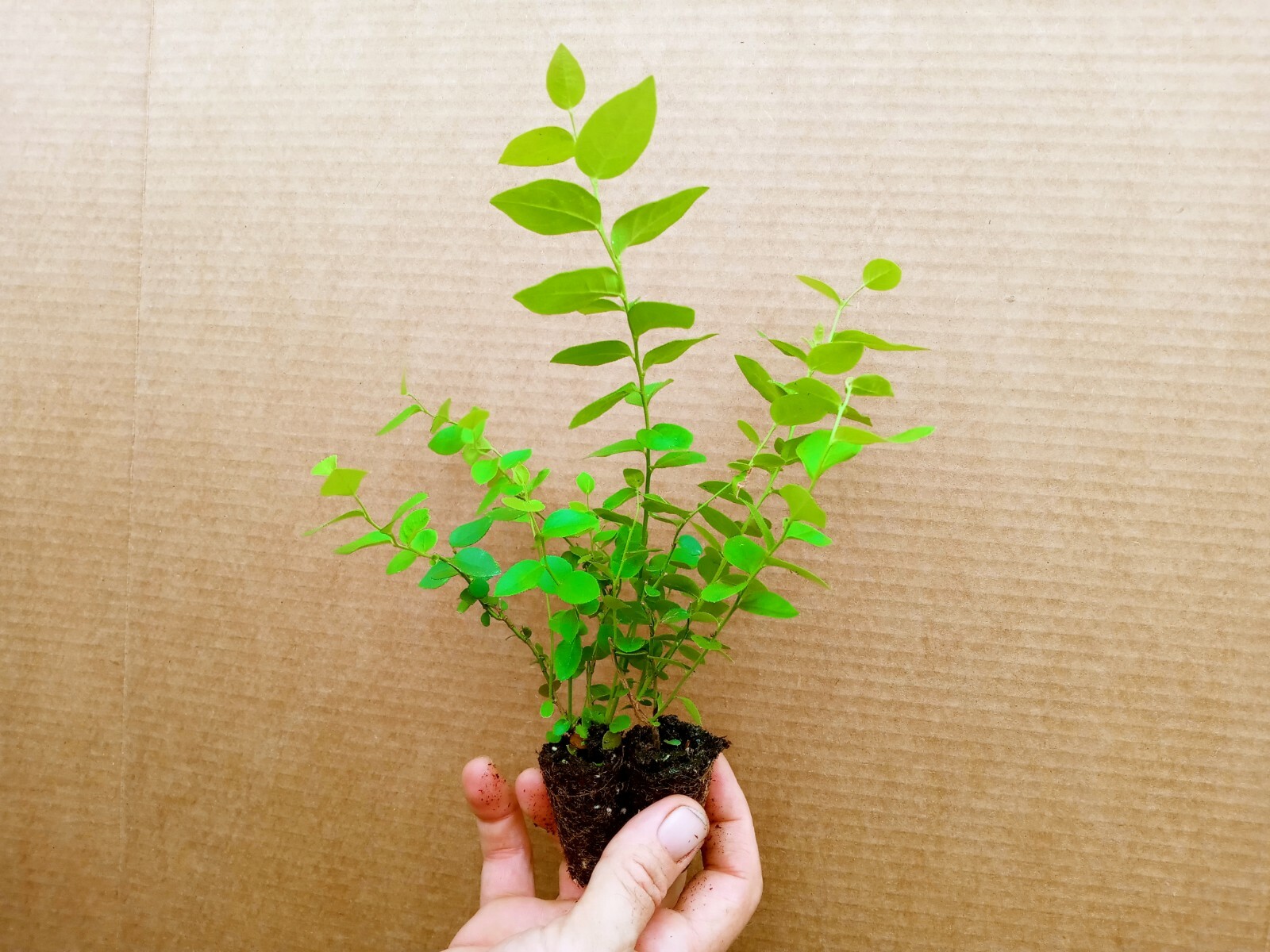 Blueberry Starter Plant ~Top Hat… Price includes 2 plants free shipping