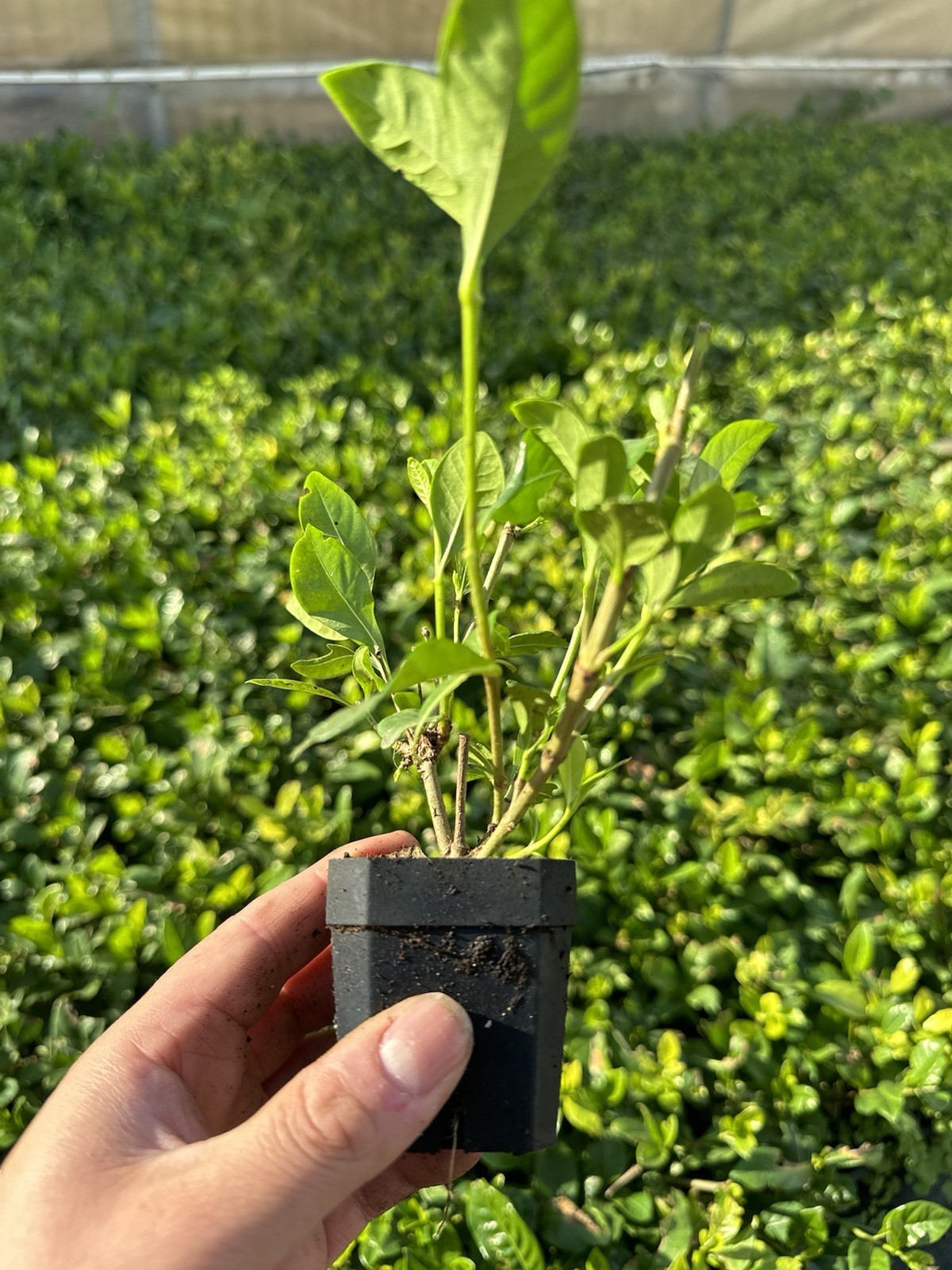🌿 Pack of 3-Gardenia Veitchii 2″ Pots – 2 Years Old Plant 🌸