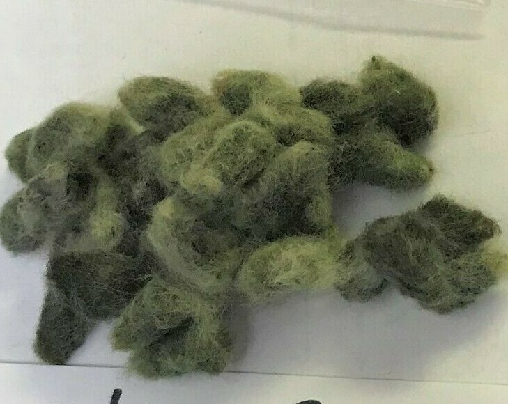 10 Cotton Seed Extremely Rare, Burgundy Leaf, GREEN LINT Heirloom Ornamental