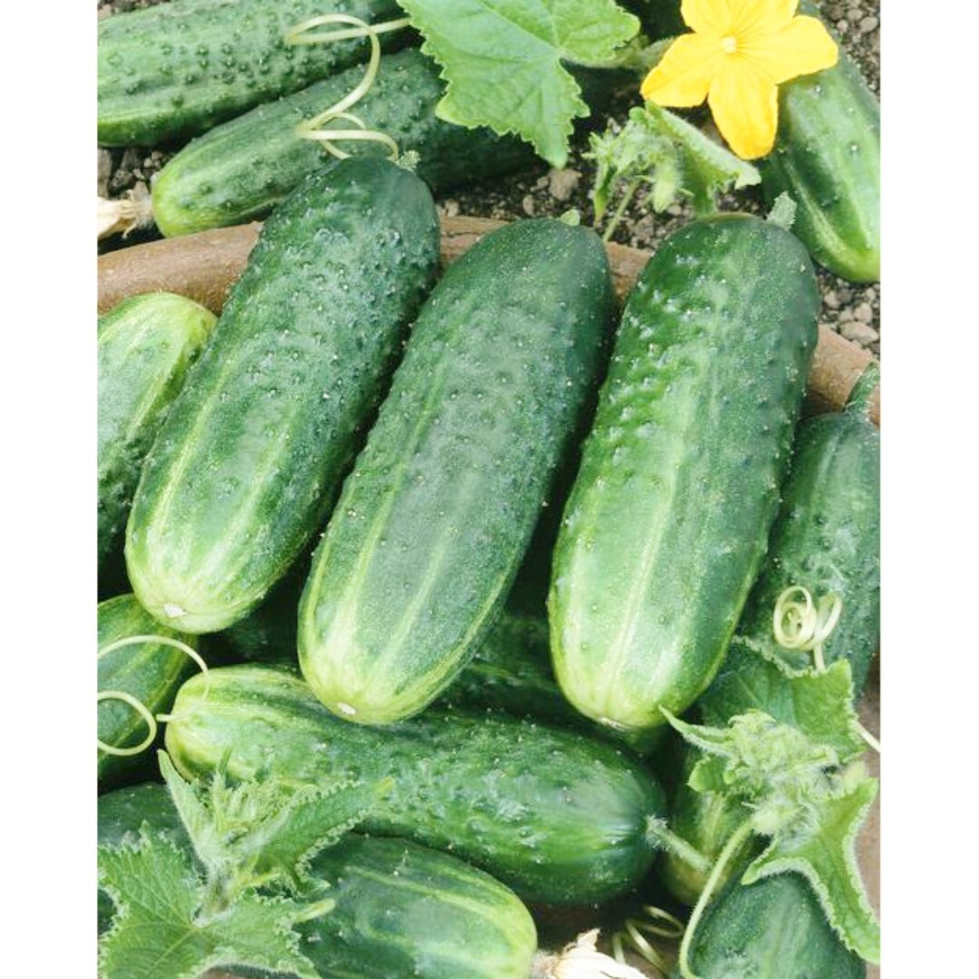 25+ Carolina F1 Hybrid CUCUMBER SEEDS – very early, pickling cucumber variety
