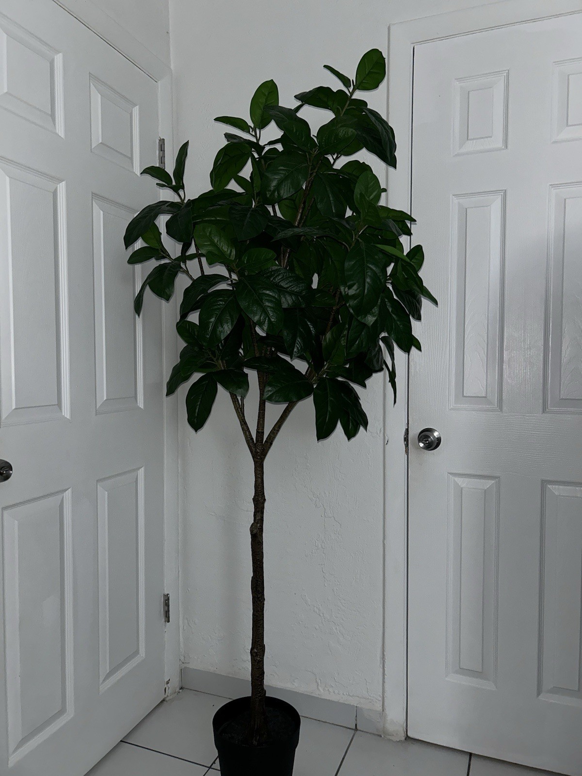 Indoor Potted Broadleaf Green Foliage Tree Plant with Flower Pot for Any Room
