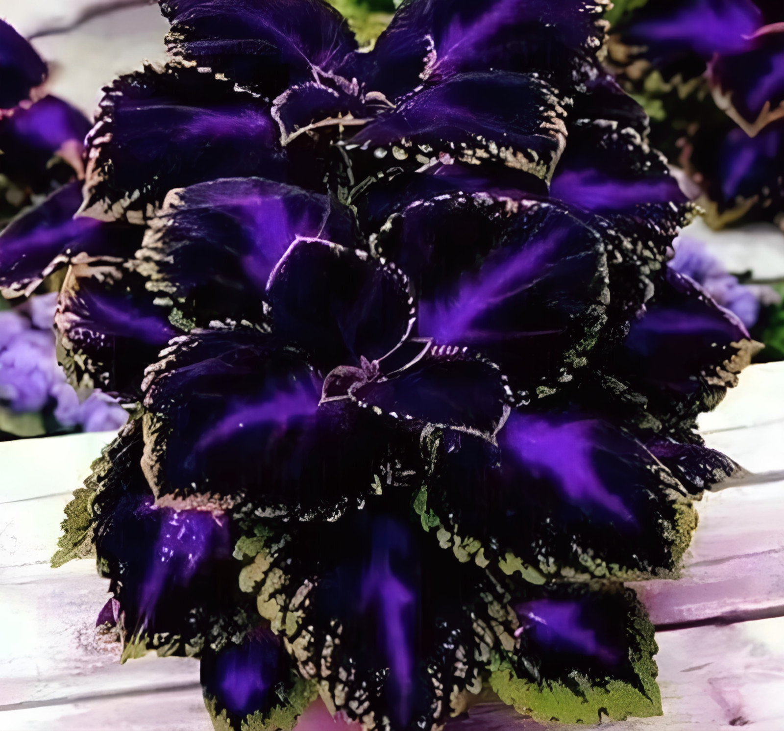 25+ Black Purple Coleus Seeds – Bold Foliage Plant – Easy-to-Grow for Garden or