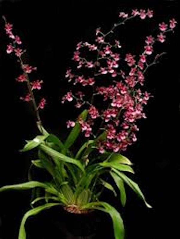 Onc. Sharry Baby ‘Sweet Fragrance’ Live Orchid Plant 1B26
