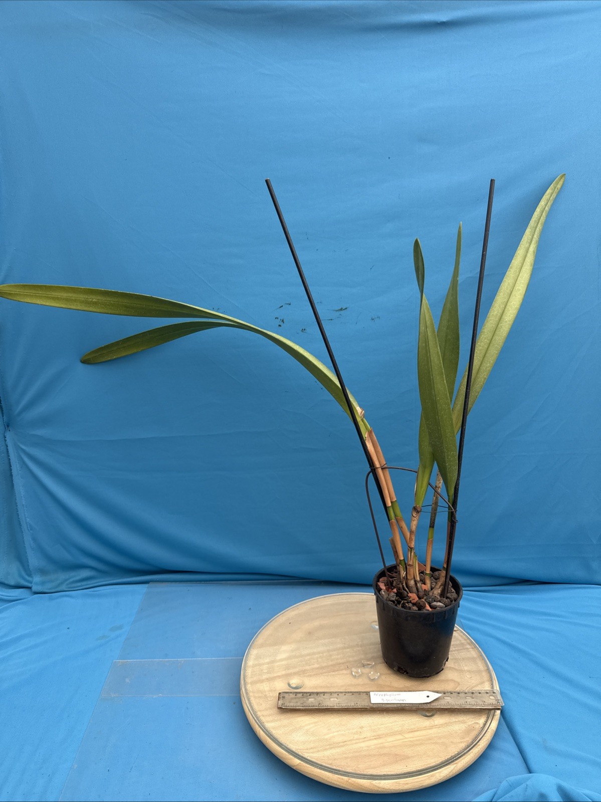 Arpophyllum giganteum Orchid Purple BS Mexican Species 5.5” Pot New Division