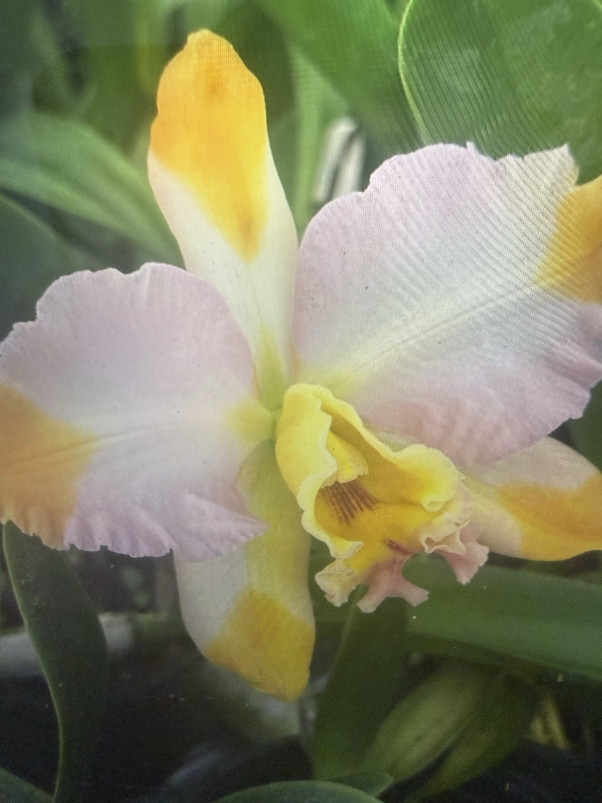 ORCHID Plants 4 Cattleya bloom size with Label