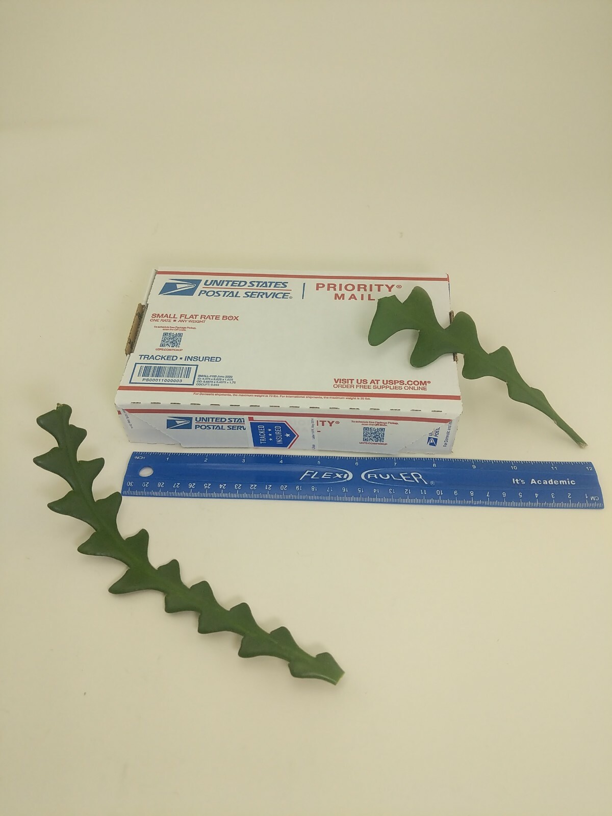 2 Ric Rac Zig Zag Fishbone Cactus 5″ Two Unrooted Cuttings 5 inches from Arizona