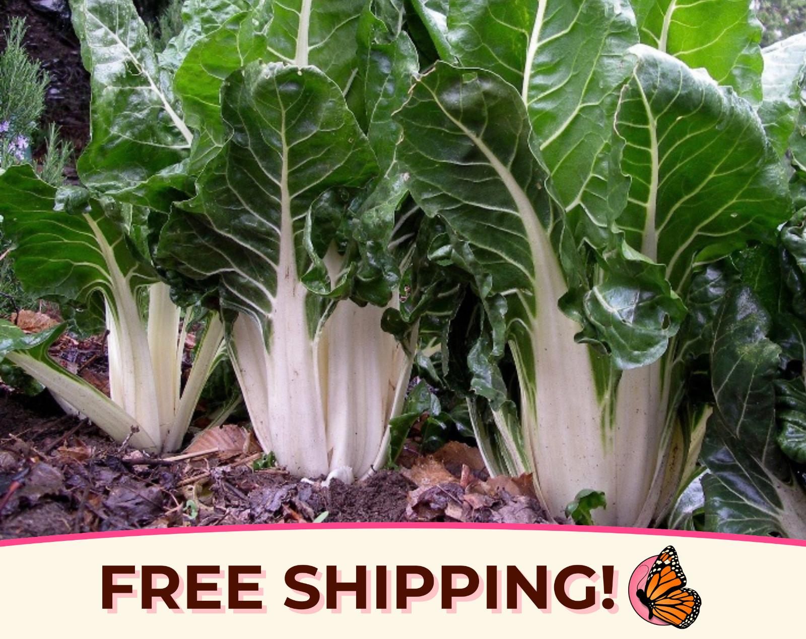 175+ Swiss Chard Seeds ‘Lucullus’ | Heirloom, Non-GMO, Vegetable Gardening