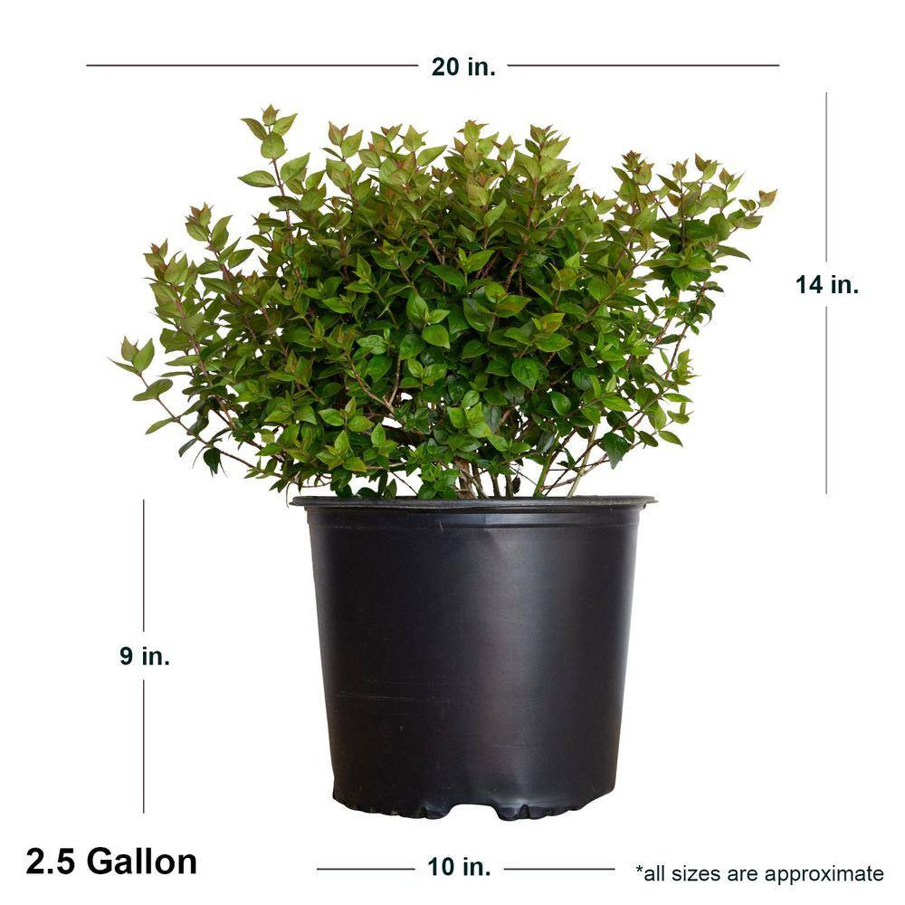 2.5 Gal – Rose Creek Abelia with Petite White Blooms, Live Semi-Evergreen Shrub
