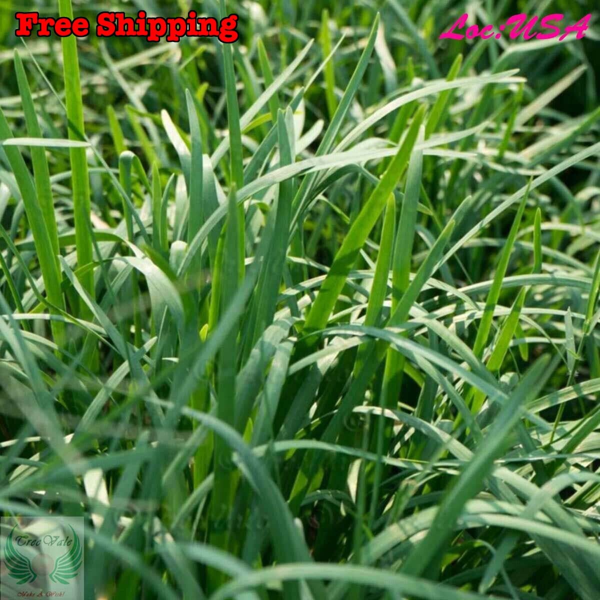 Garlic Chives, Chinese Chives, Chinese Leek SEEDS | Non-GMO, Organic