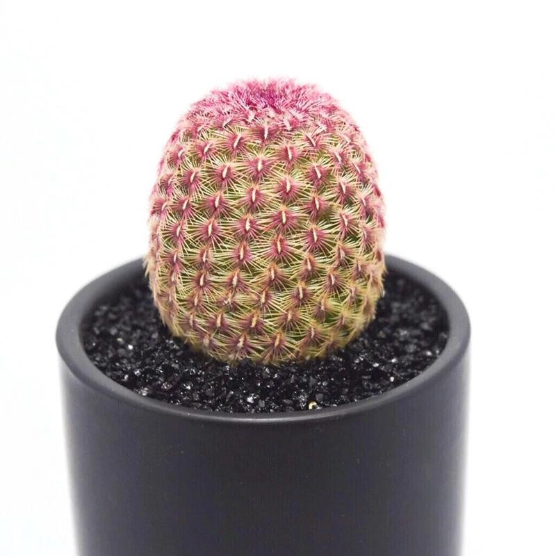 Echinocereus rigidissmus rubispinus Rainbow Hedgehog Cactus Succulent Plants