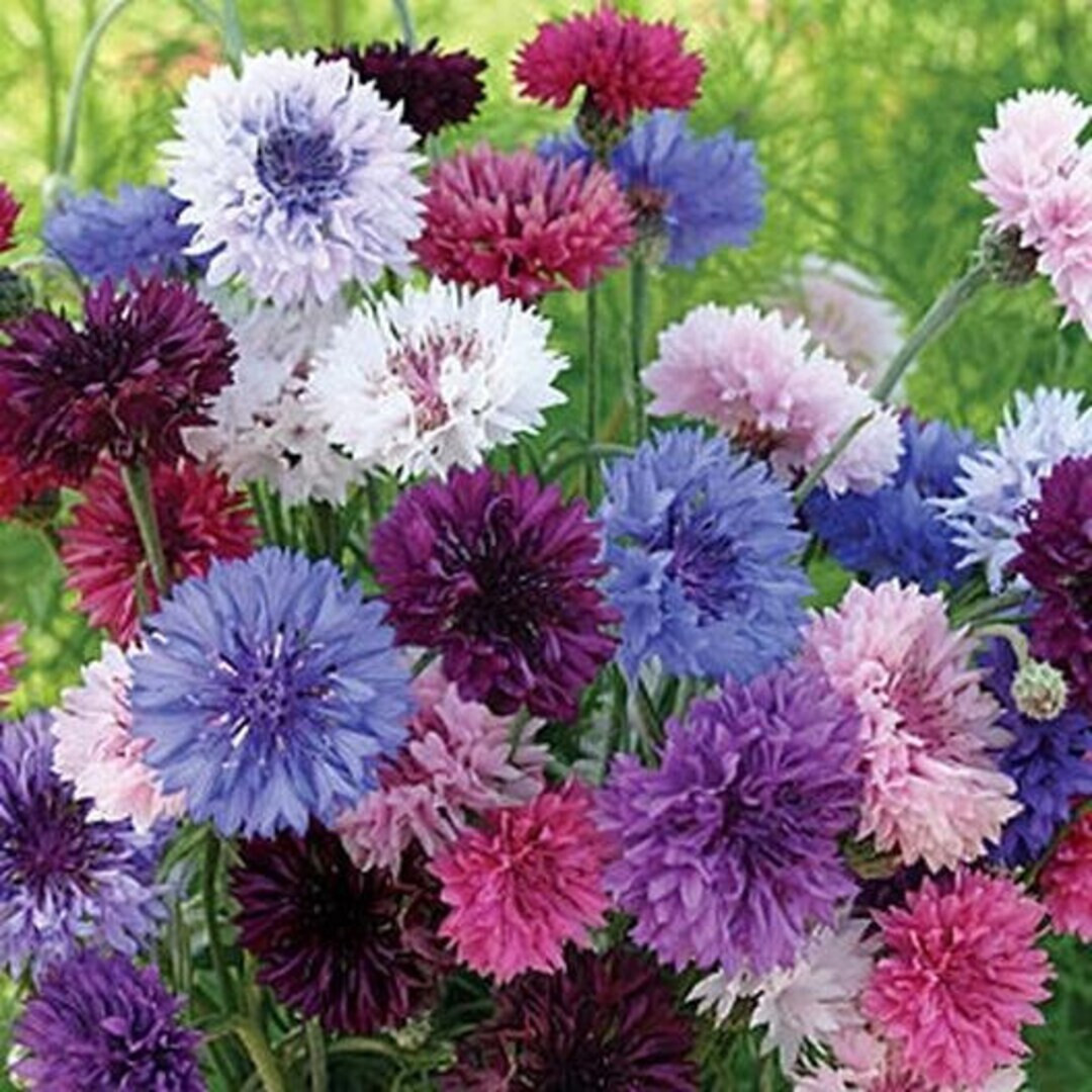 250+ TALL BACHELOR BUTTON SEEDS CORNFLOWER FRESH FOR YOUR FLOWER GARDENS