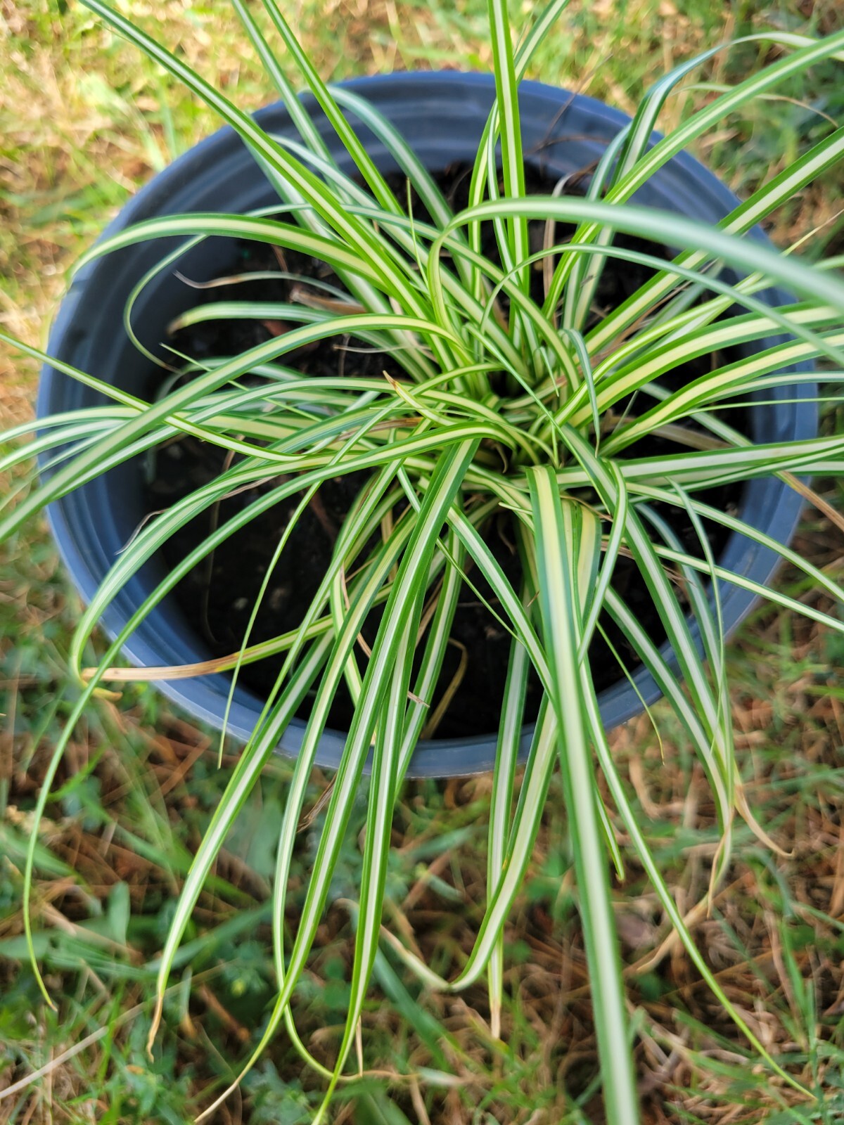 Variegated Sedge Grass Carex Evergold Excellent With Burgundy Plants