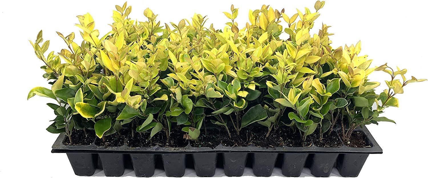 Ligustrum Japonicum ‘Howardi’ – 10 Live Plants – Evergreen Privacy Hedge…