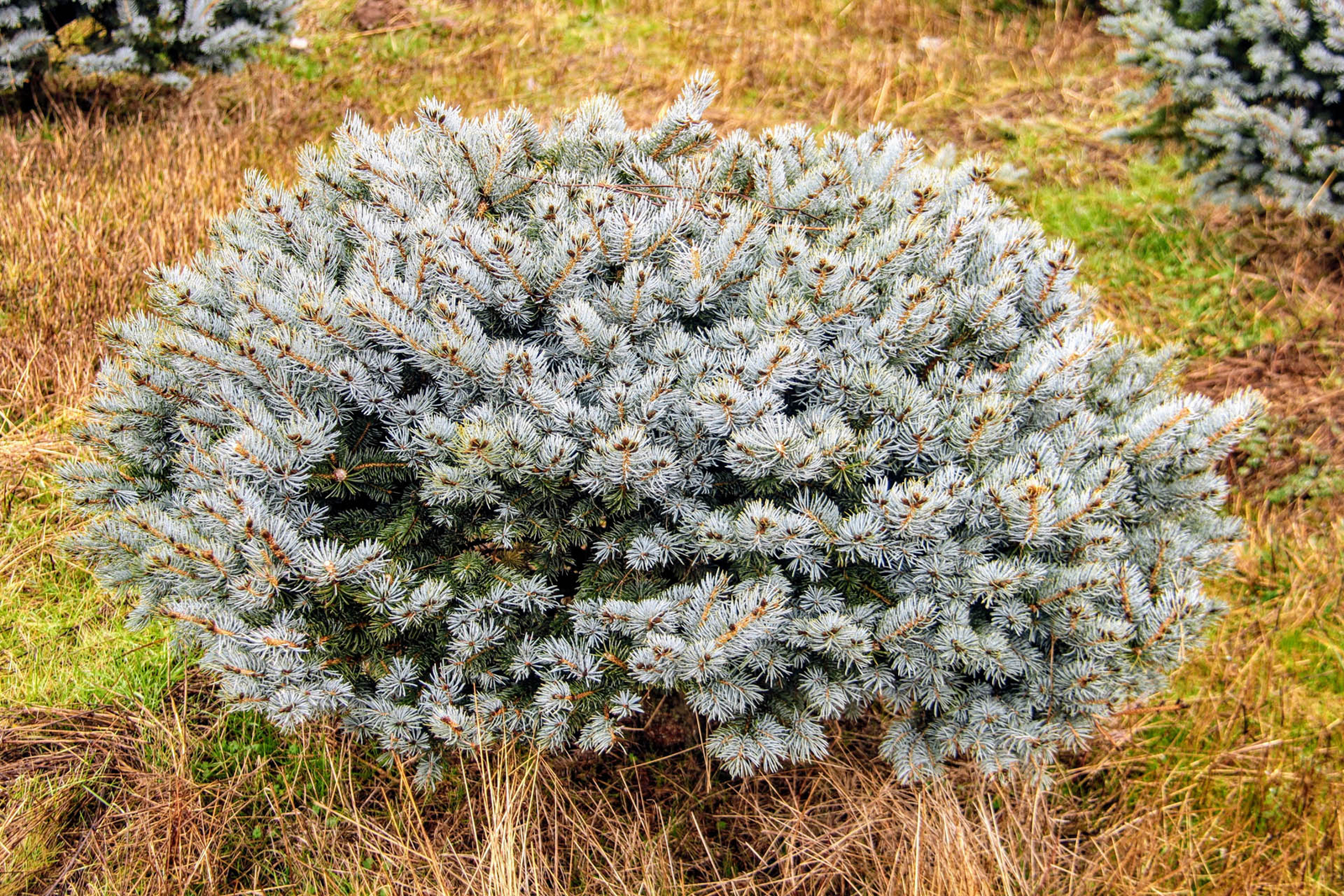 Picea pungens ‘Glauca Globosa’ – Colorado Spruce *Live Plant