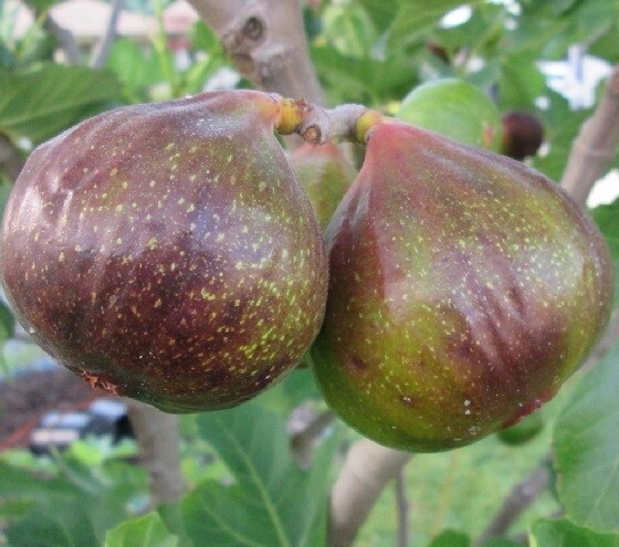 Olympian Fig ( ficus carica ) – Live Plant – ( 1 QT )