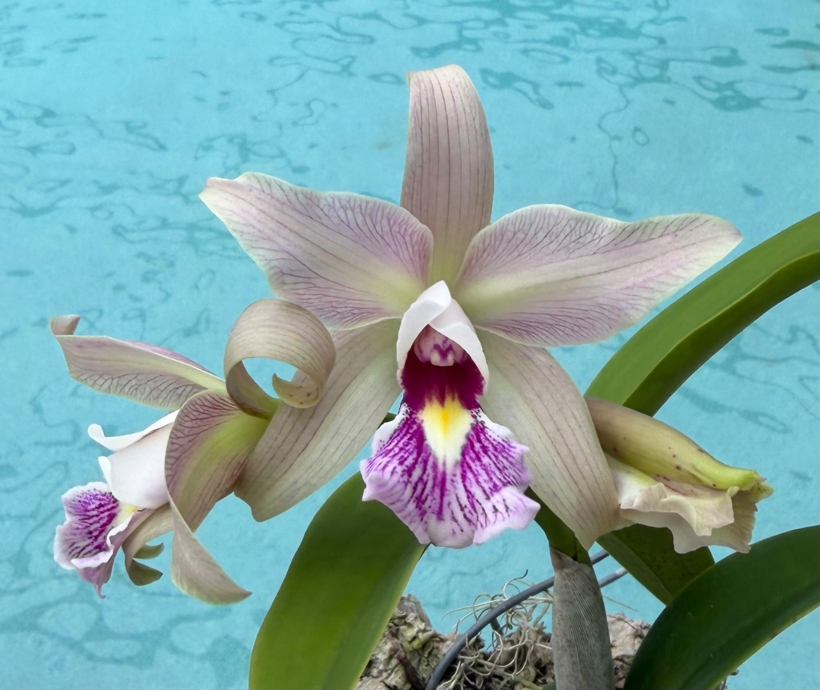 BLOOMING NOW Lc. Jean Stevenson ‘Peachy’ Laeliocattleya Rare Cattleya Orchid