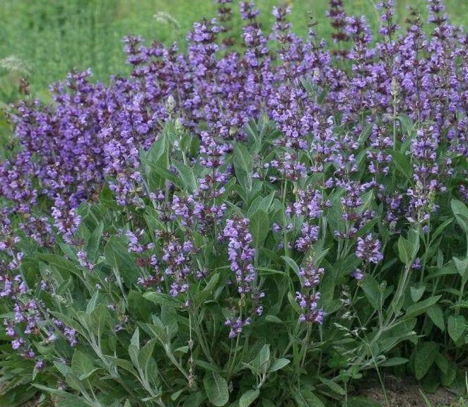 50+Broadleaf Sage Seeds Kichen Sage Common Sage Garden Sage Perennial Herb USA