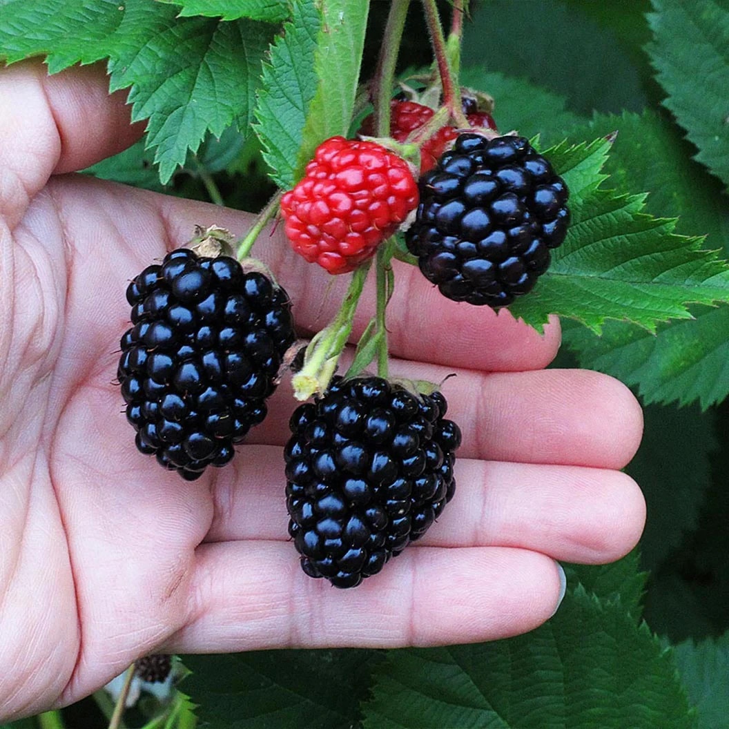 Ponca Blackberry Thornless Plants, 2 years old, 1 gallon potted. Shipping Now!