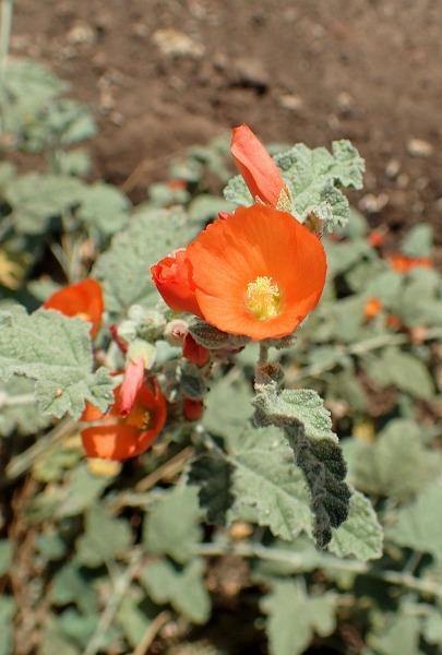 Sphaeralcea ambigua | Desertglobe Mallow | Apricot or Orange Mallow | 100 Seeds