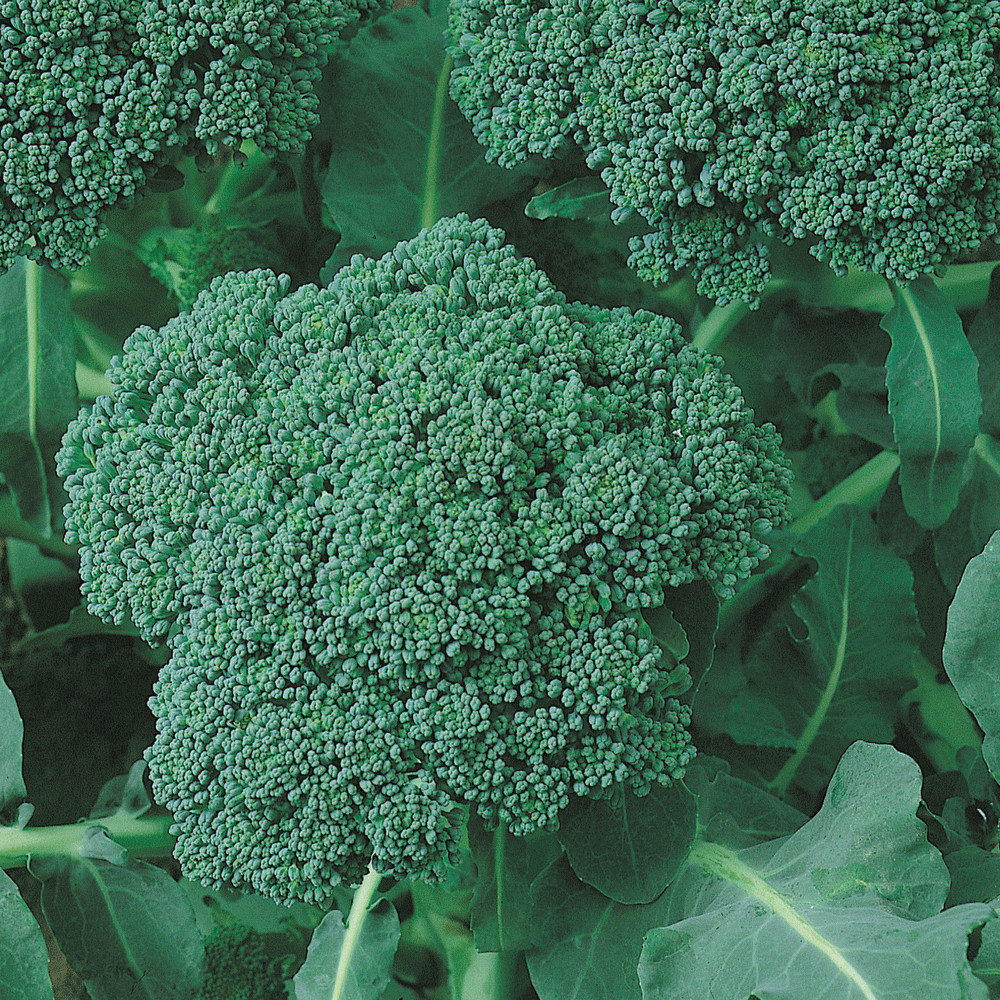 500 CALABRESE GREEN SPROUTING BROCCOLI SEEDS FRESH HARVEST FOR 2024 GARDENS