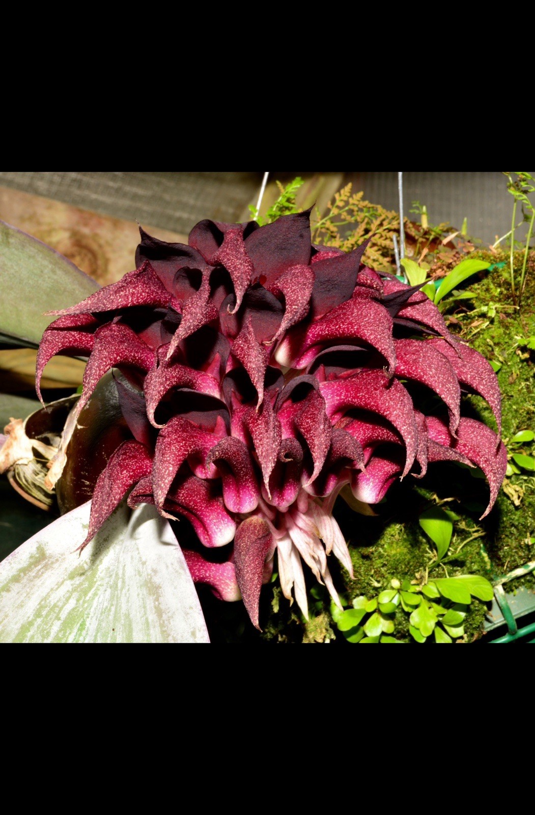 Orchid Species Bulbophyllum fletcherianum ( Seedling )
