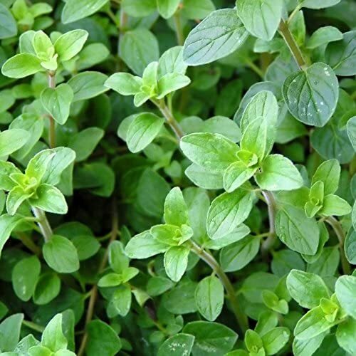 Italian Oregano Seeds | 2,000 Seeds | Heirloom – Non-GMO | Free Shipping | 1143