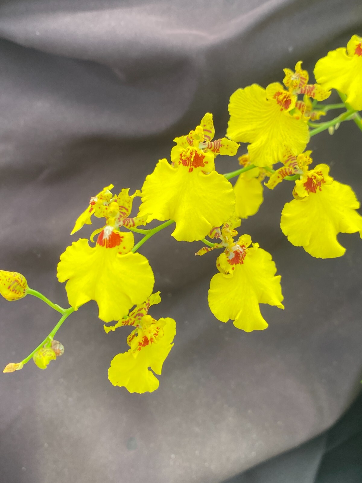 Oncidesa Gower Ramsey, Dancing Lady Orchid Plant Shipped in 2.5″ Pot