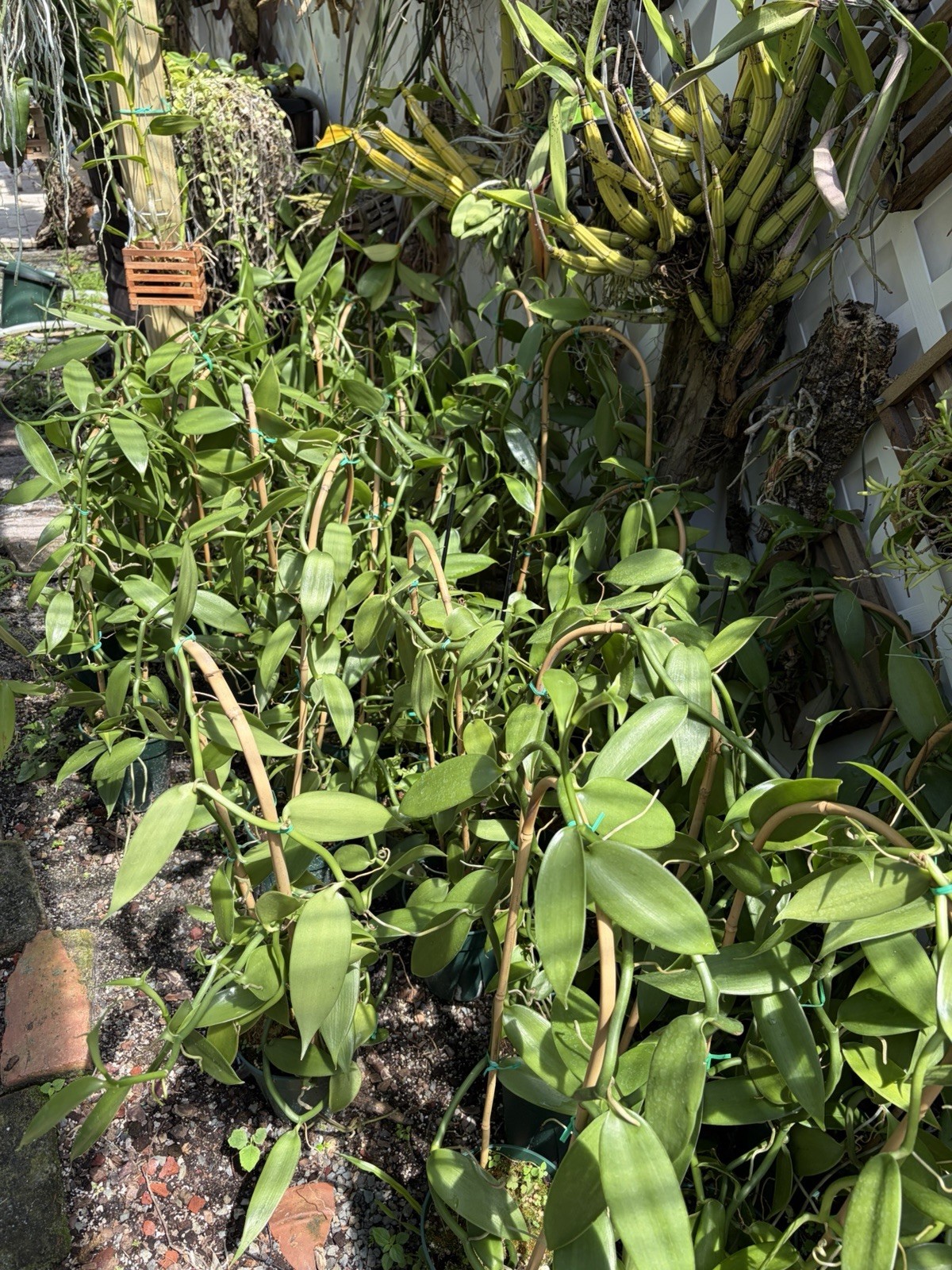 BLOW OUT SALE ONE FOOT CUTTING Green Vanilla planifolia Orchid