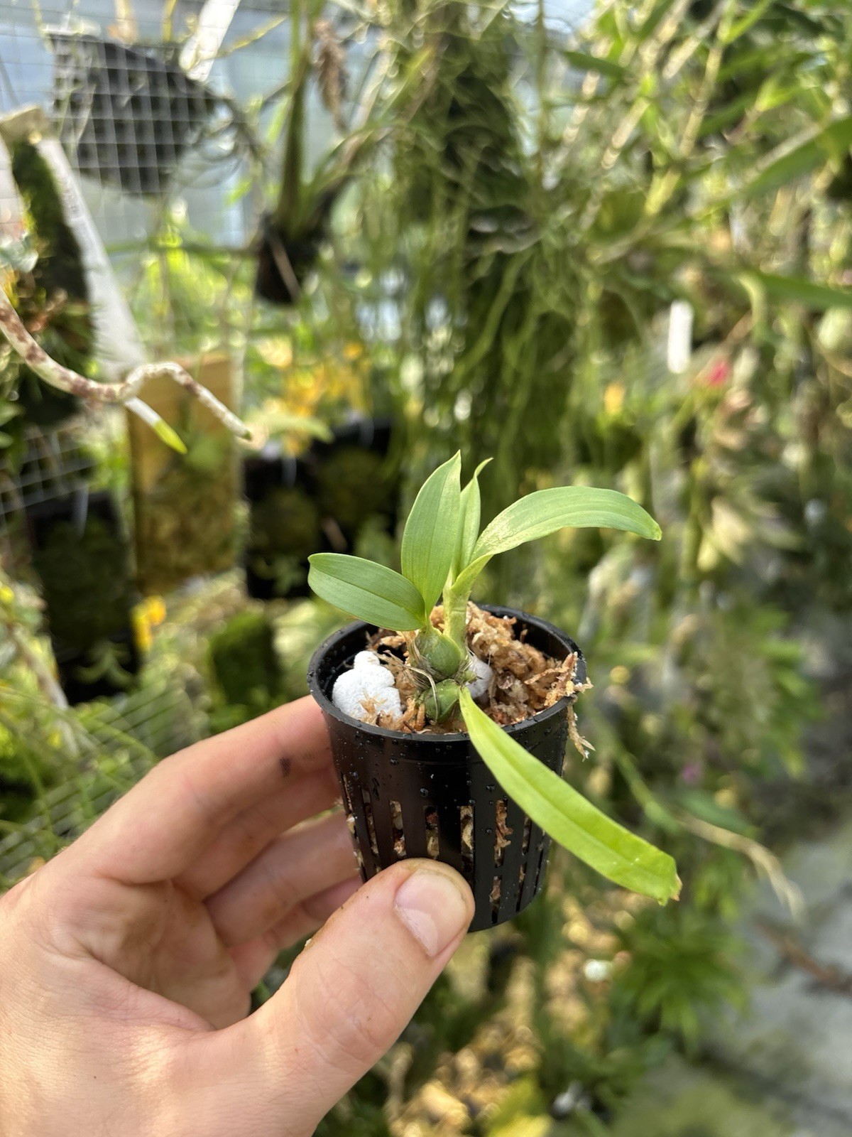 Stanhopea hernandezii Fragrant Mexican Orchid Species Seedling
