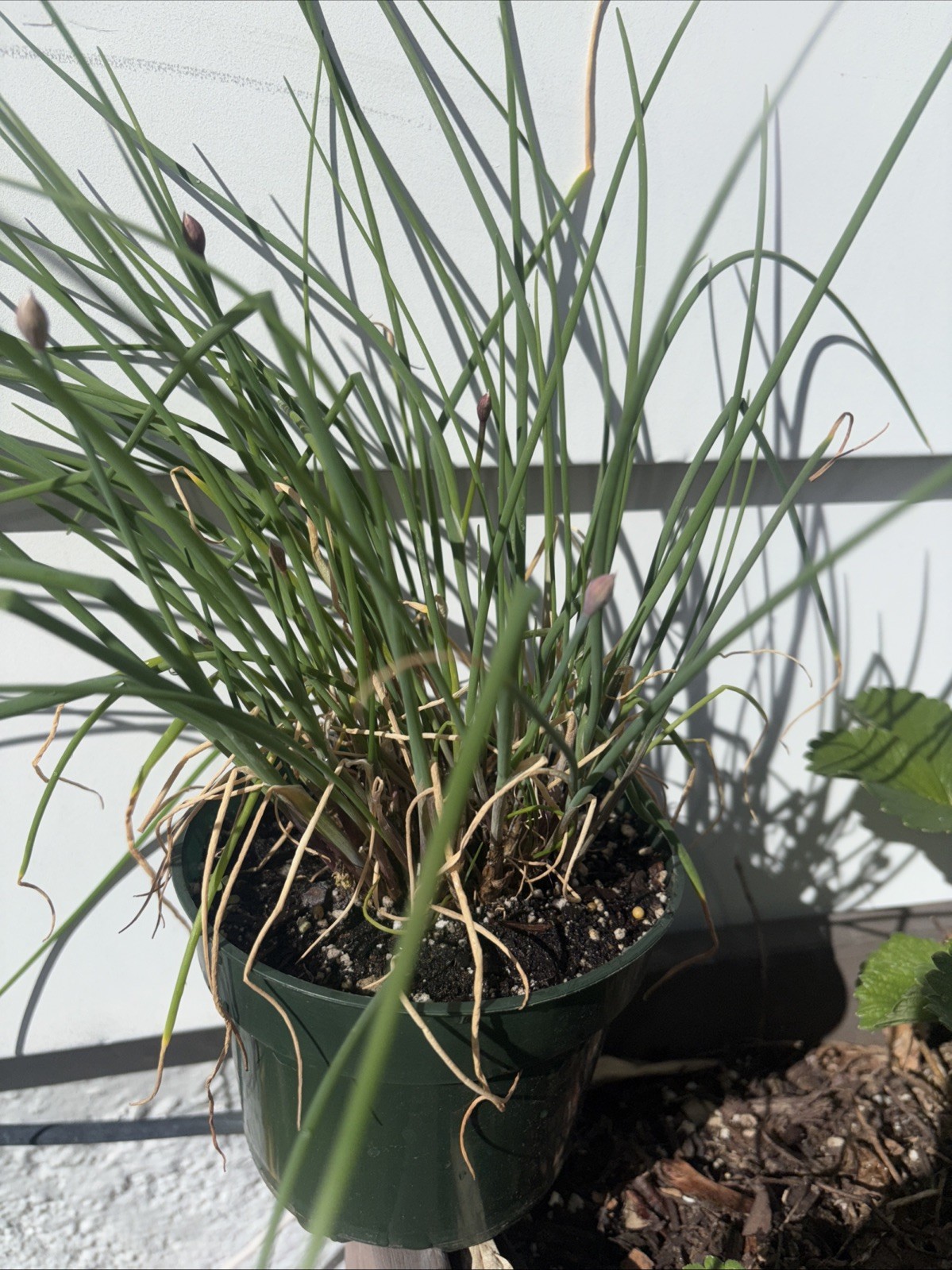 Chive Live Herb Plant/Seedling
