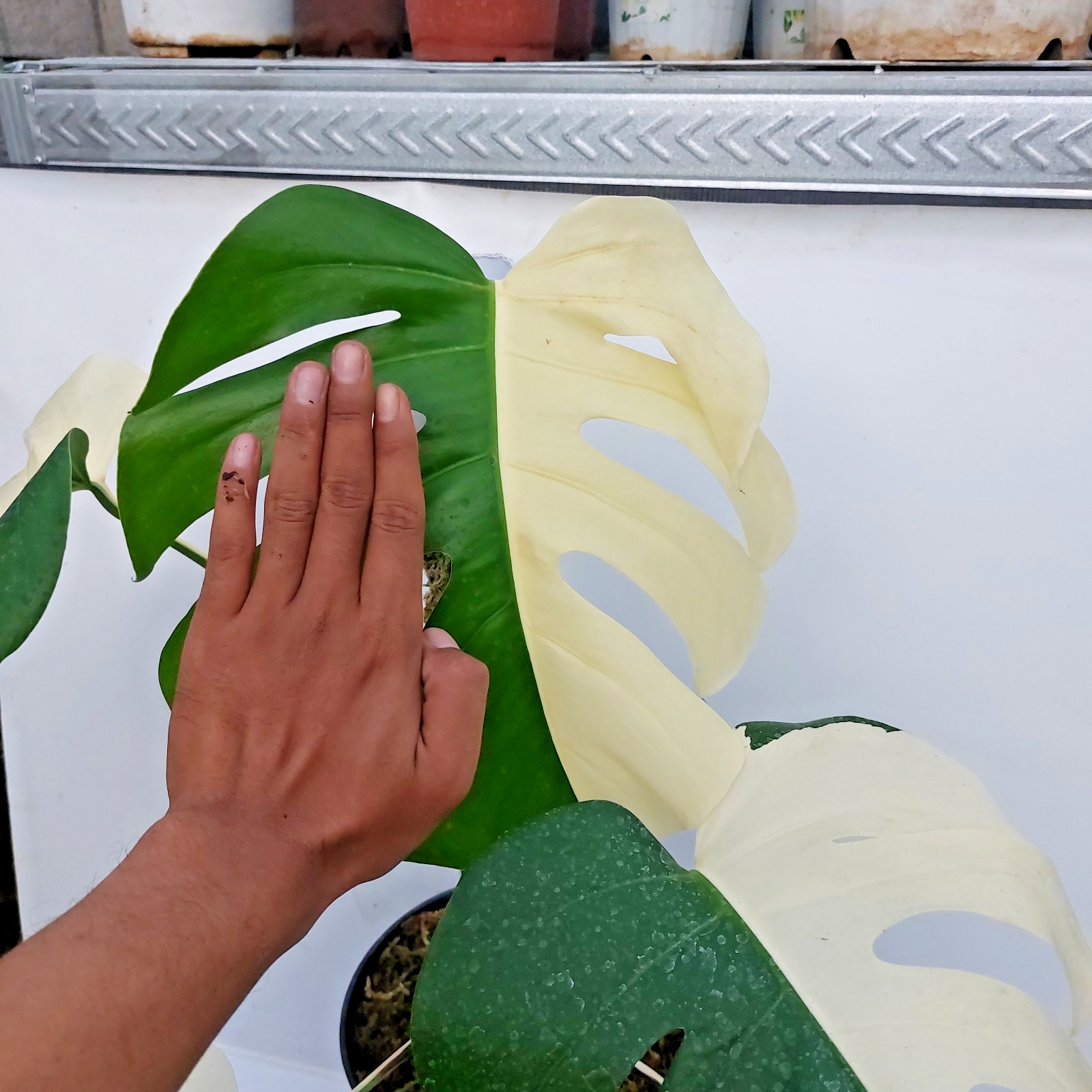 Monstera Albo Halfmoon Variegated Large Leaf Free Phyto