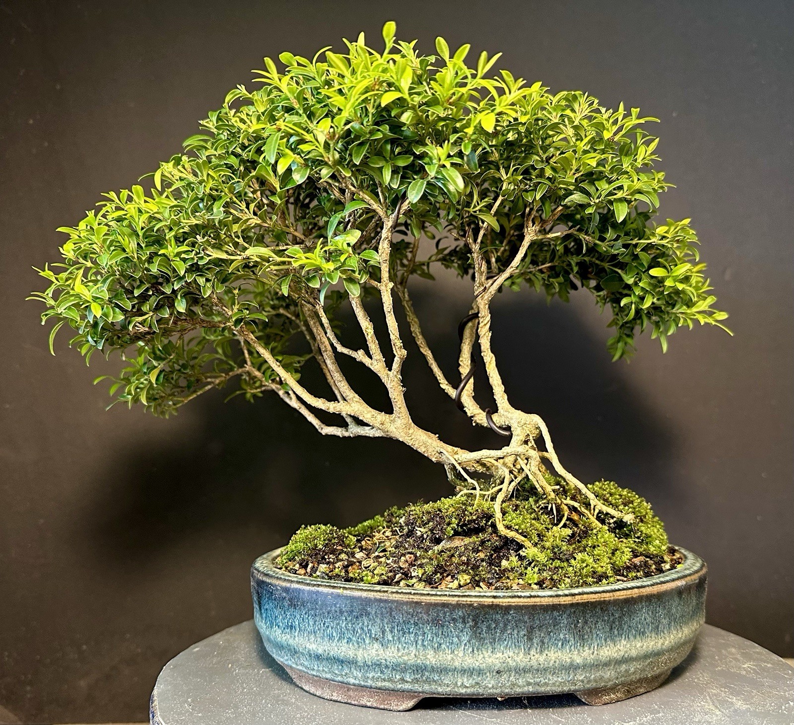 Bonsai Tree Kingsville Boxwood Forest 10-12 Years Old 9” Tall Blue Chinese Pot