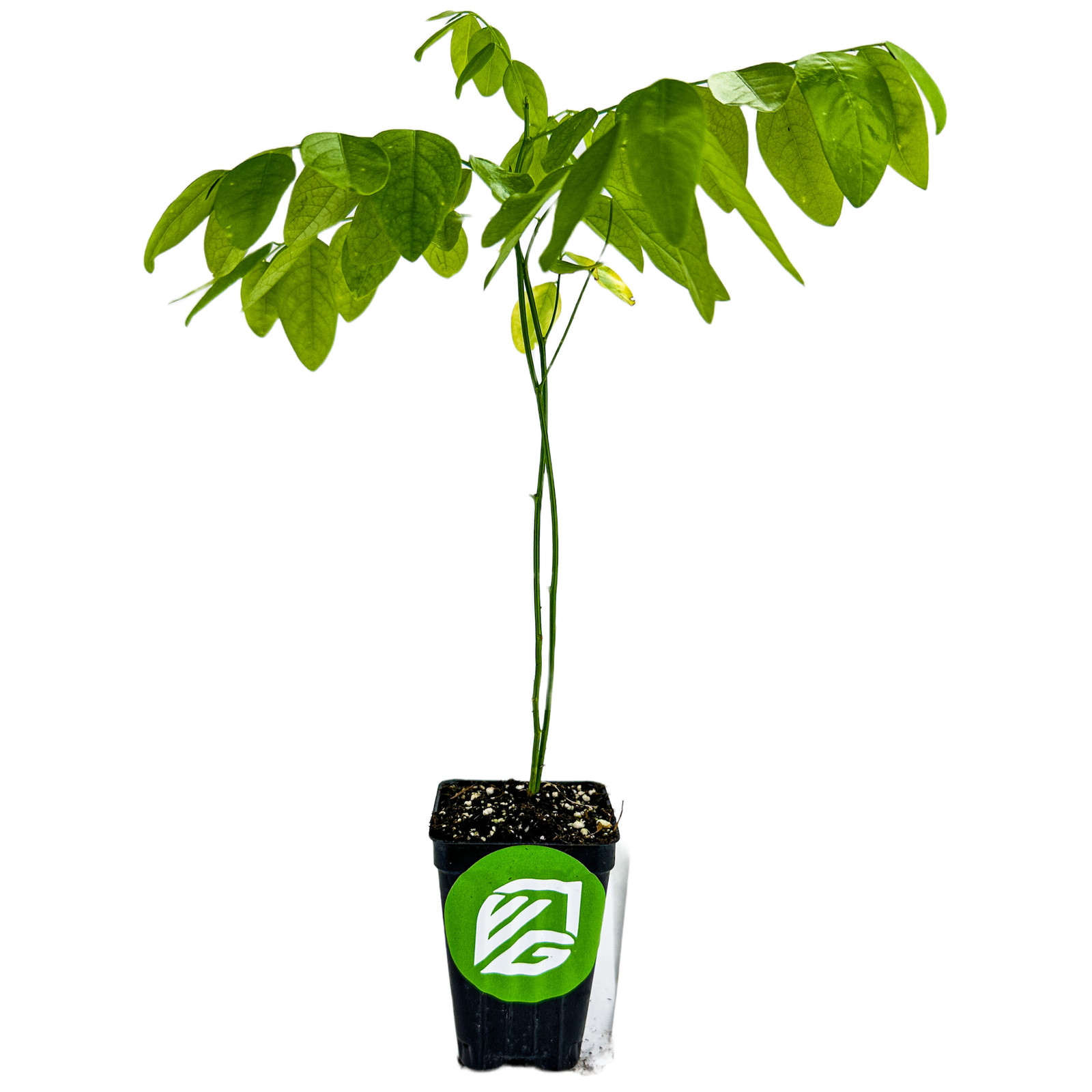 Katuk (Sweetleaf Bush) – Sauropus androgynus – Live Plant