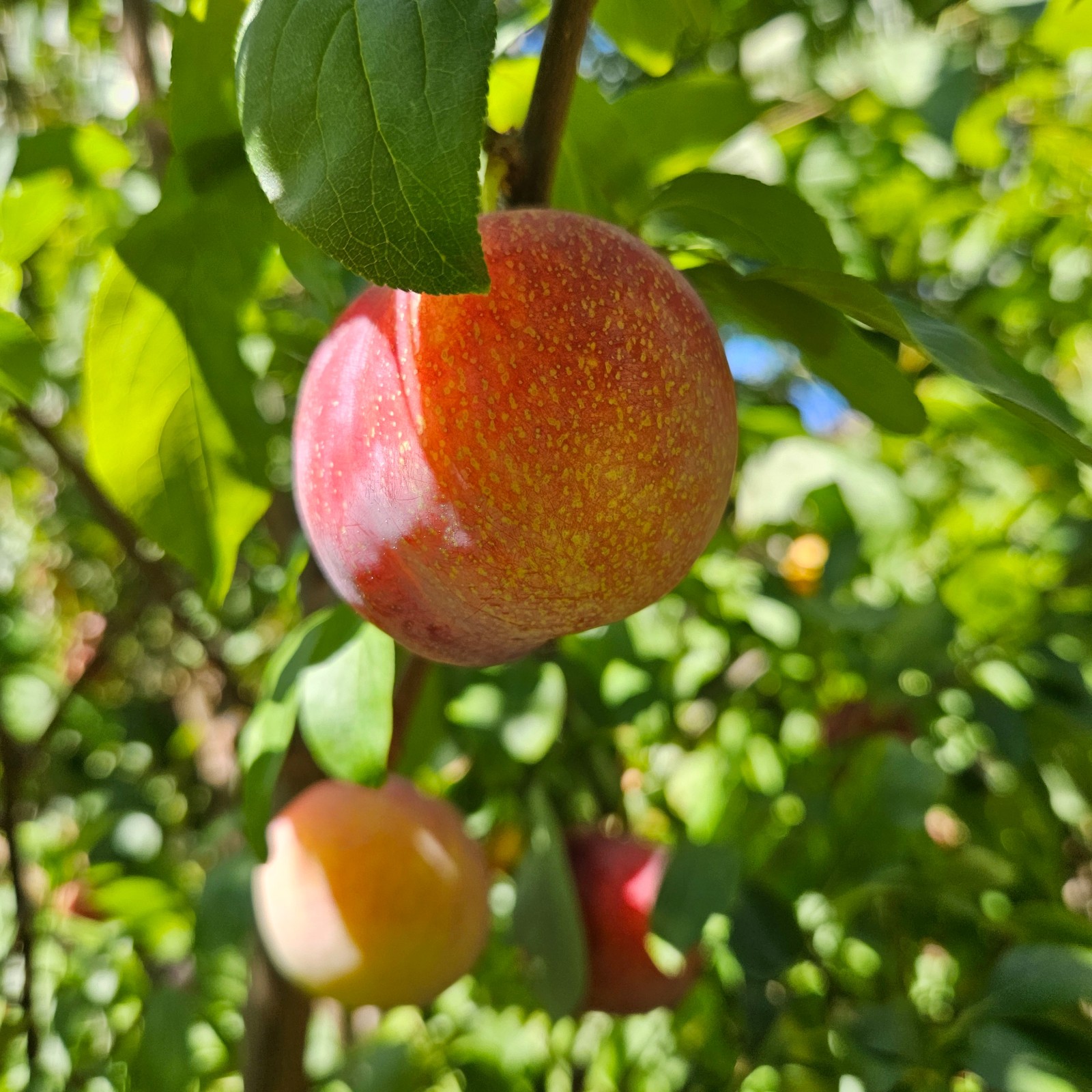 Geo Pride Pluot Plum-Apricot Hybrid Scion Wood Cuttings For Grafting (3-10 PCS)