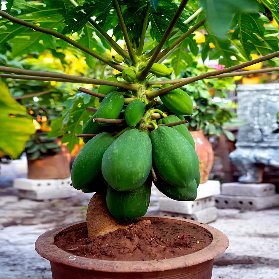 20 “DWARF SOLO WAIMANALO TREE SEEDS” (Carica Papaya) Fast Fruit Houseplant