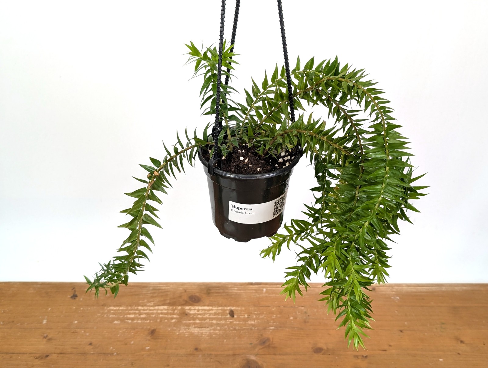 Huperzia Goebelii Green