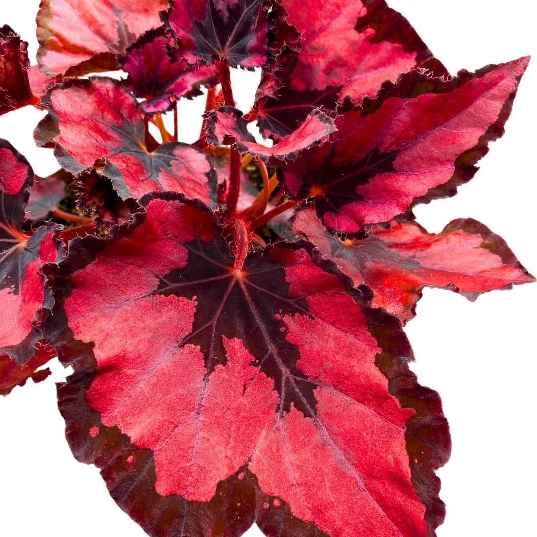 Harmony’s Red Robin Begonia Rex in a 6 inch Metallic Red Black Holographic