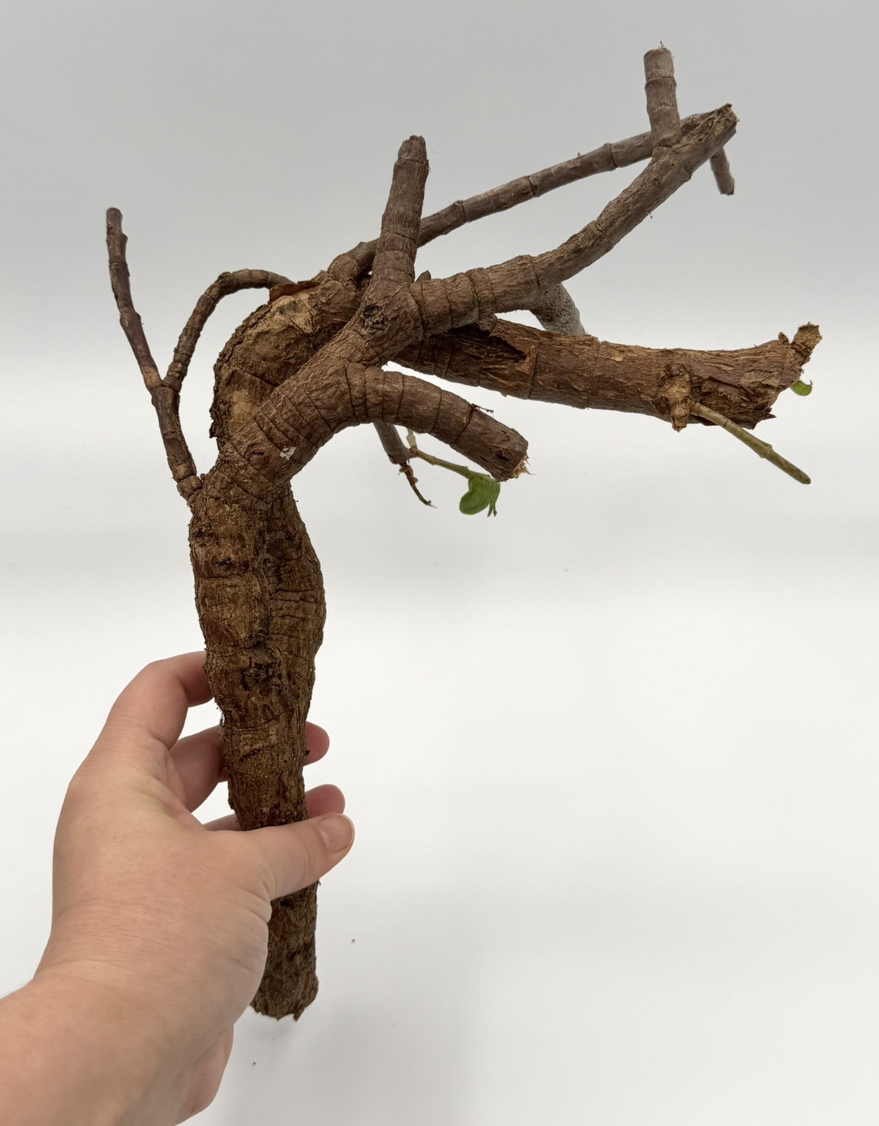 12” Elephant Jade Branch Curved Shape Bonsai Style Succulent propagation ready
