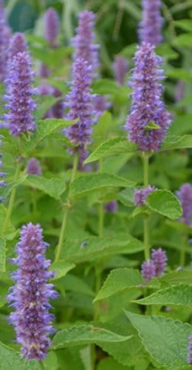 Anise Hyssop (Agastache foeniculum) seeds, organically grown