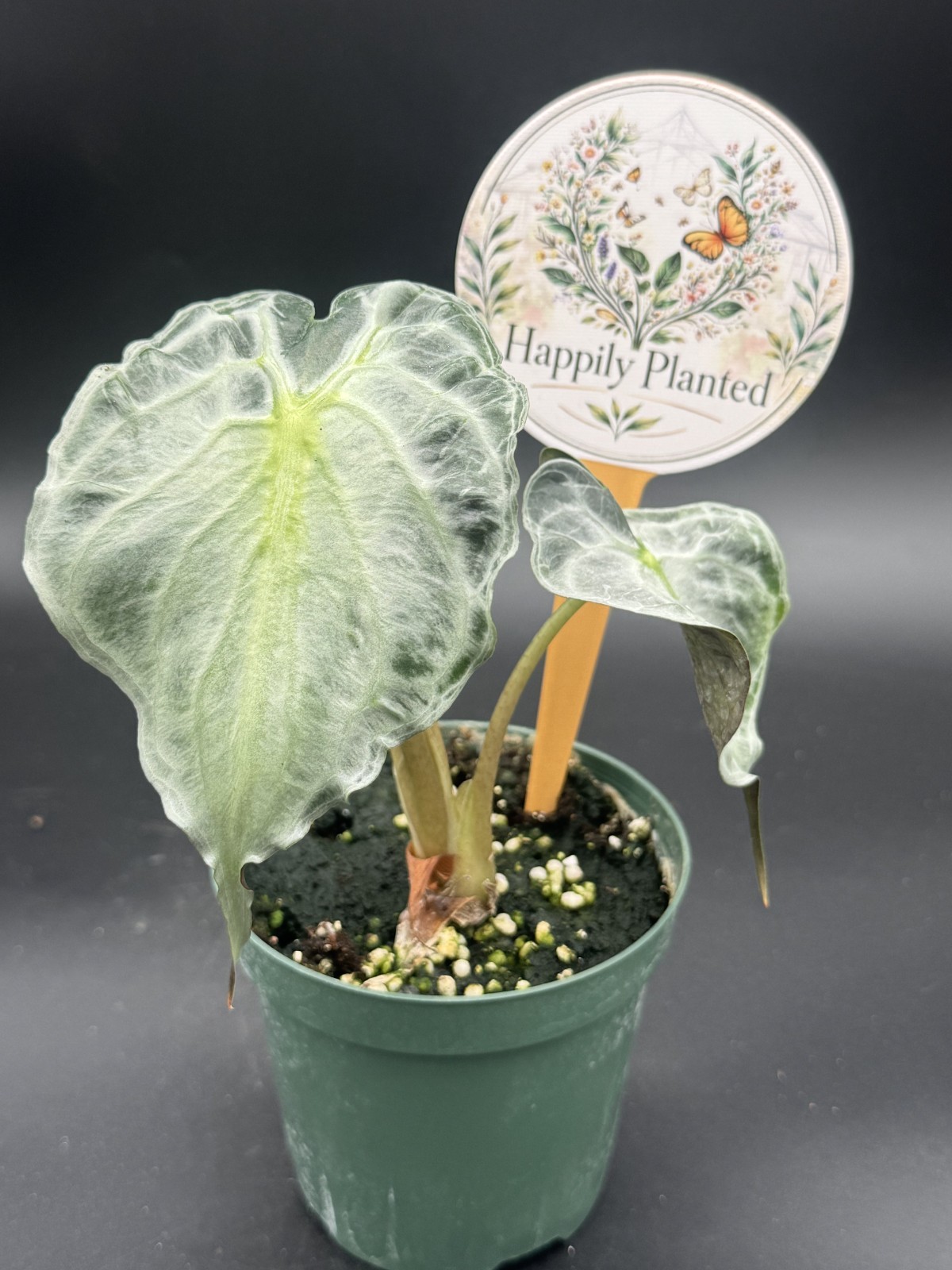 Alocasia Venom – 4″ Pot Live Plant – Free Shipping