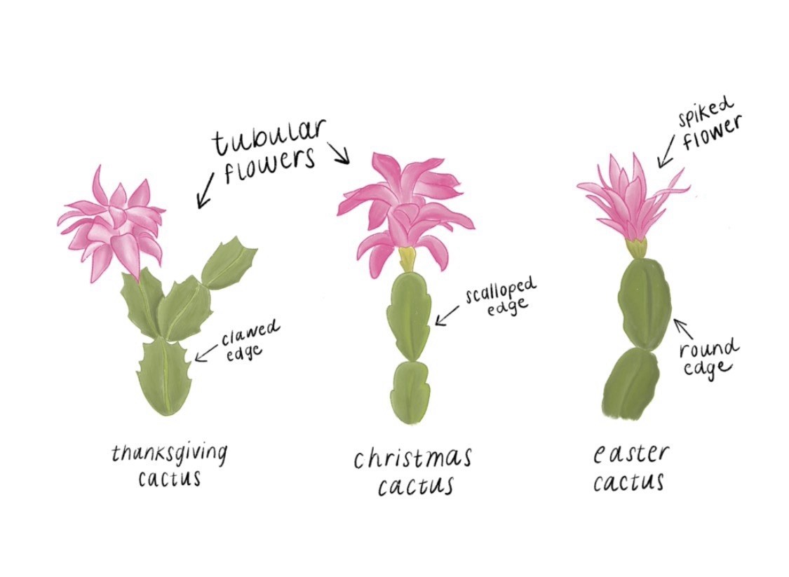Thanksgiving Cactus 1 White 1 Red 1 Orange, 3 Mixed Colour 3-4in Tall With 4”Pot