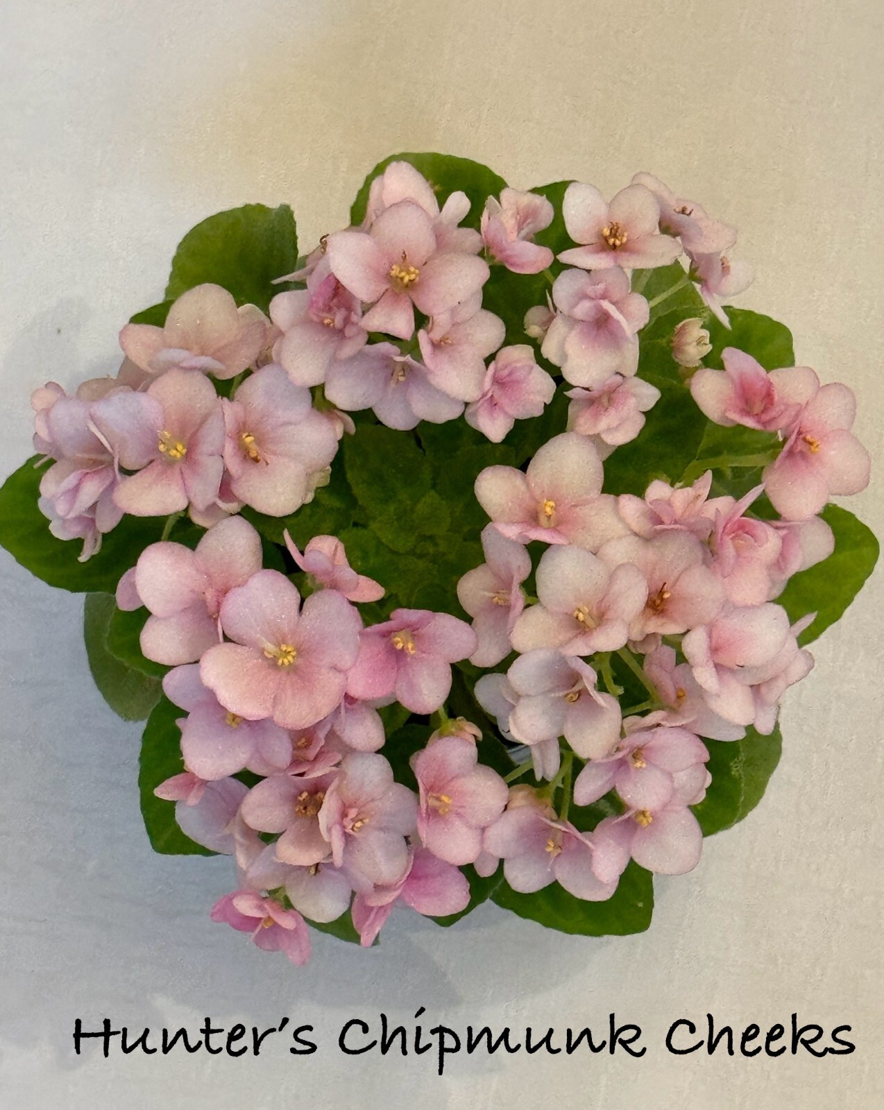 Assorted LEAVES of African Violet Mini/Semi/Standard/Trailers