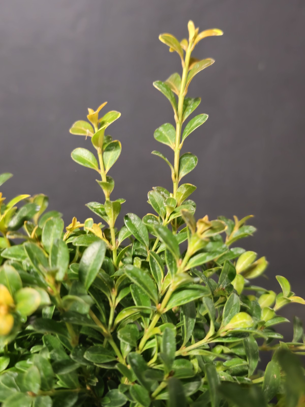 Kingsville Boxwood Prebonsai Bonsai Tree In 4″ Pot