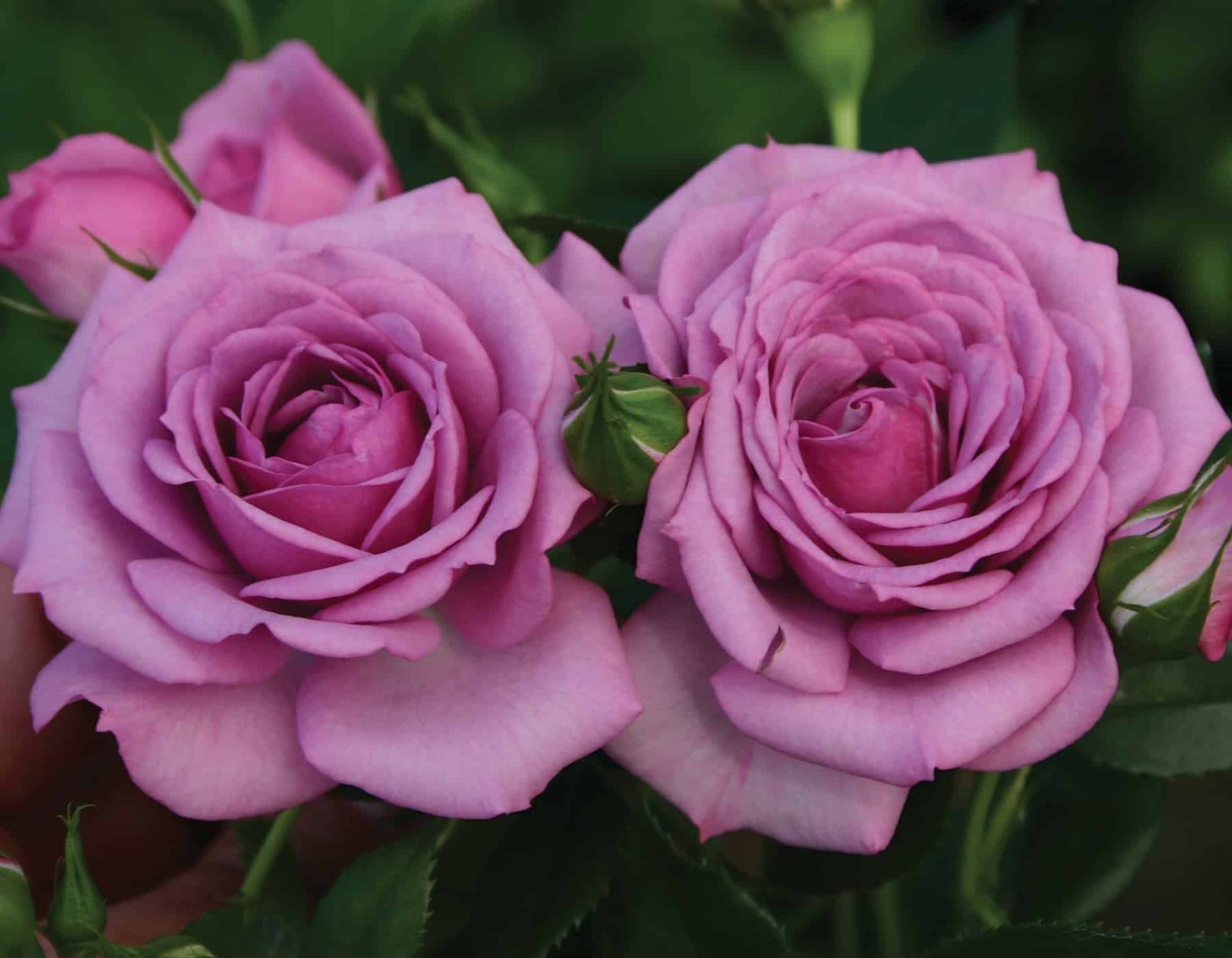 Lavender Veranda® Shrub Rose – Live Plant ( 1 QT ) – Repeat Blooms