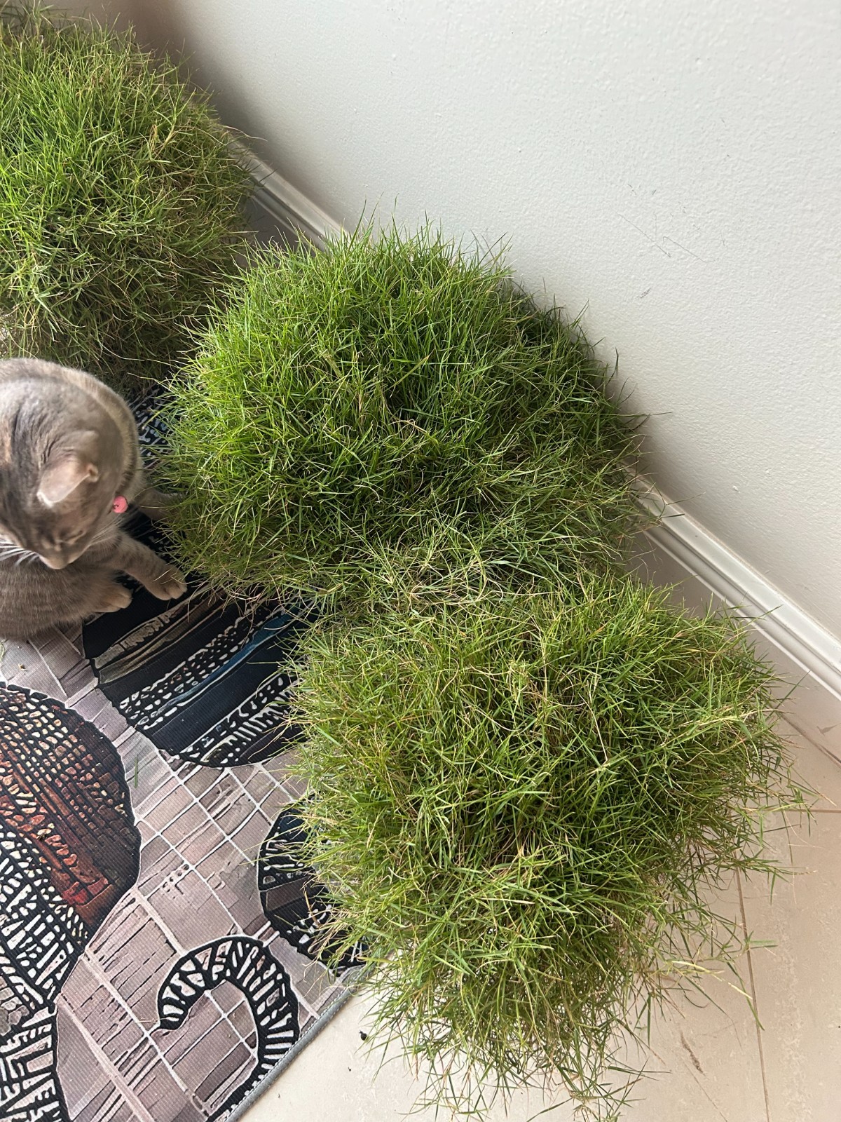 Rare Zoysia tenuifolia, Korean velvet Grass- as pictured -No Mow Grass-